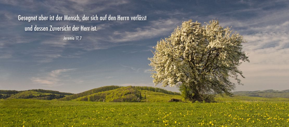 Frühlingswiese, Hochrotherd, Österreich