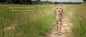 Gepard, Gobabis, Namibia
