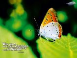 Schmetterling - Daniel 3,33a